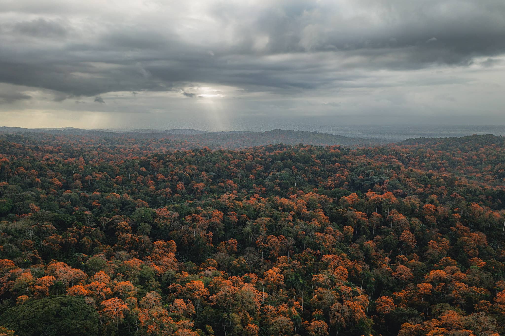 dominican republic agroforestry cocoa plantations amapola trees drone shot