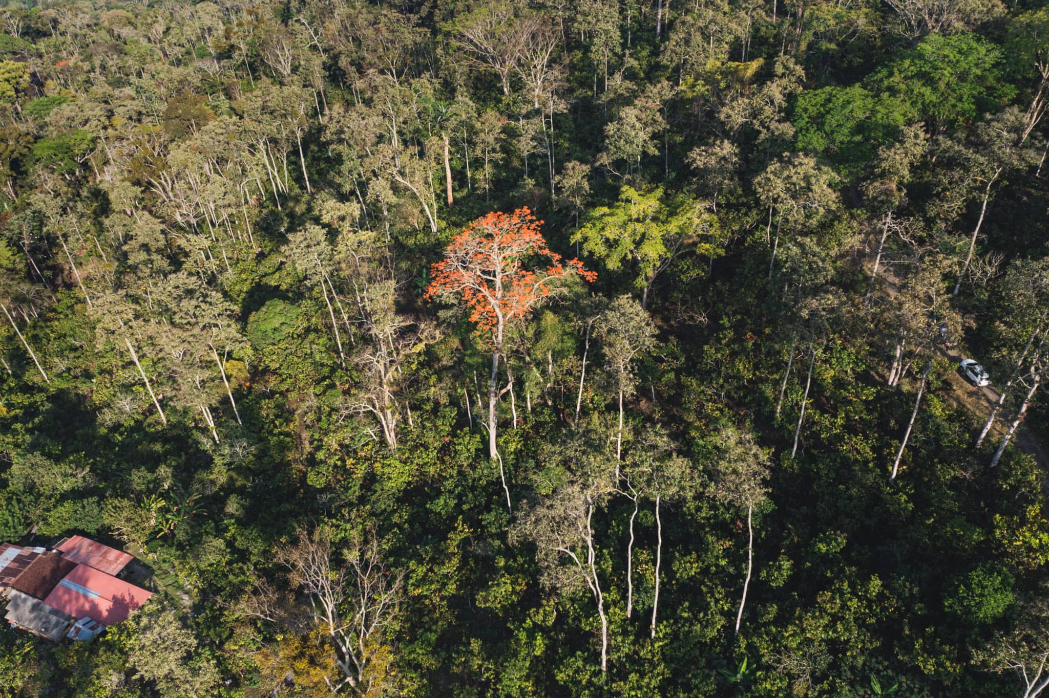 drone shot of cocoa agroforestry plantations in the santander region of colombia
