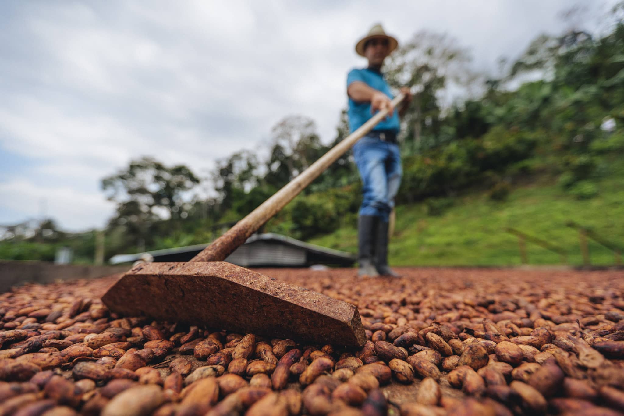 luis ernesto esteban drying cocoa beans in san vicente de chucuri