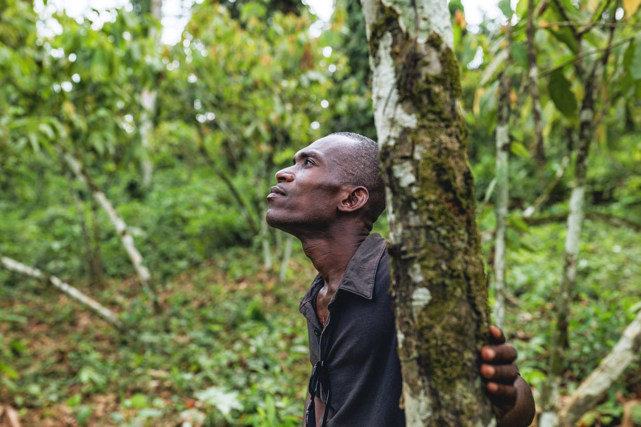 ivorian cocoa producer in his agroforestry plantation