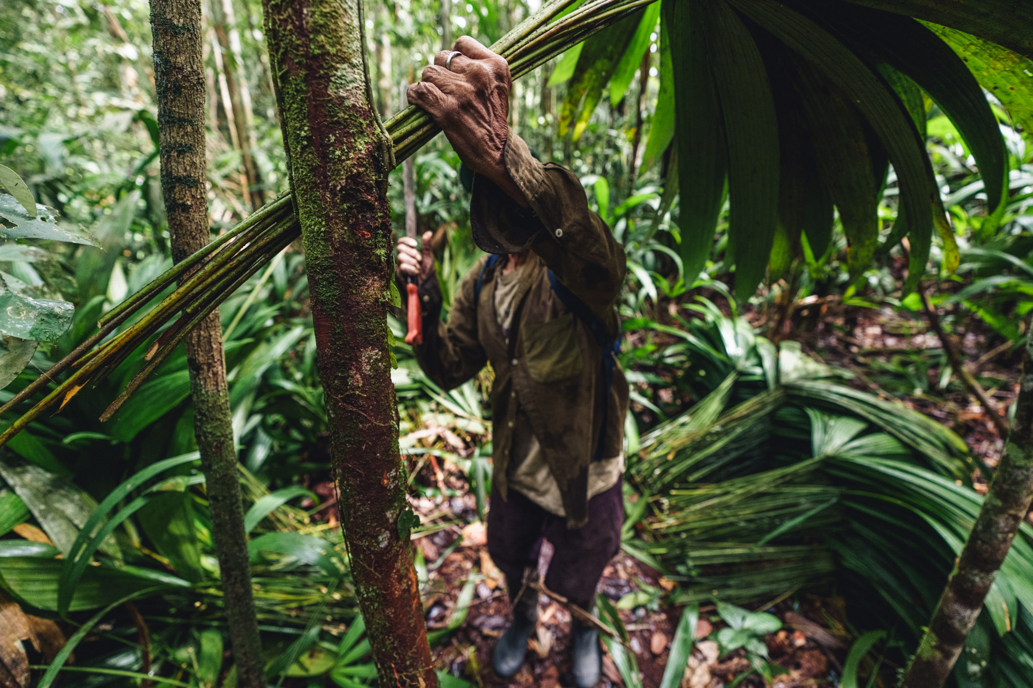 cacique fisi andoke in the colombian amazon